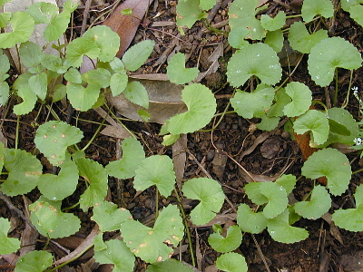 HYDROCOTYLE ASIATICA